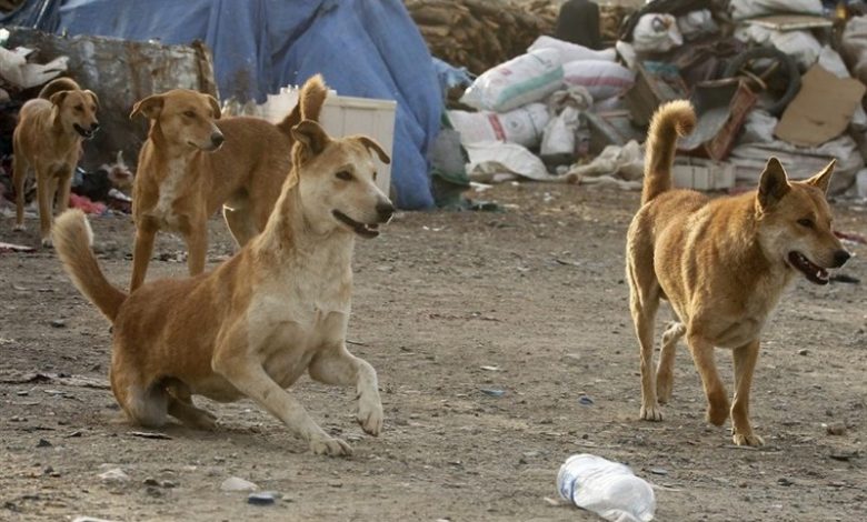 اظهار نظر جنجالی استاد دانشگاه تهران در رابطه حمله سگ های ولگرد به دو کودک+ فیلم