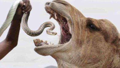 چرا عرب‌های بیابان‌نشین به شتر «مار زنده» می‌خورانند؟