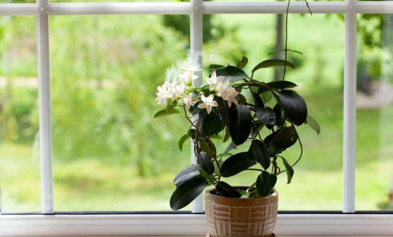 گیاهان آپارتمانی