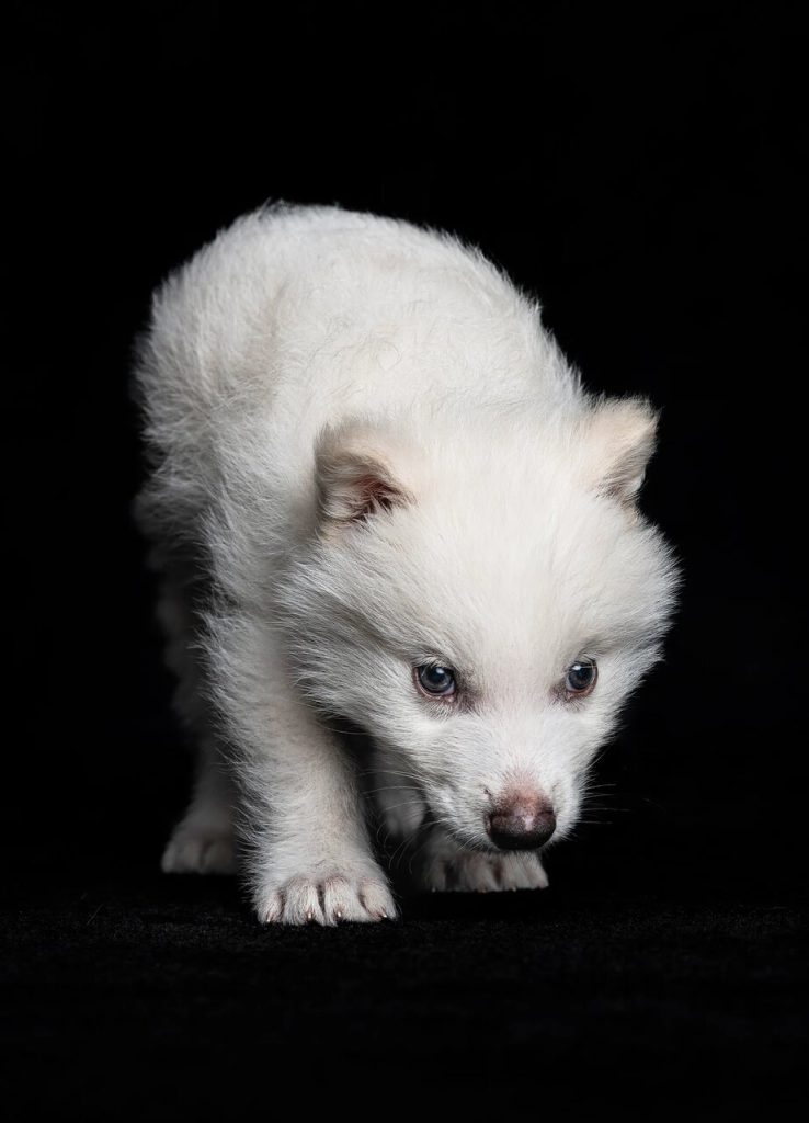 گرگ غول پیکر پس از ۱۰هزار سال به طبیعت بازگشت!+تصویر