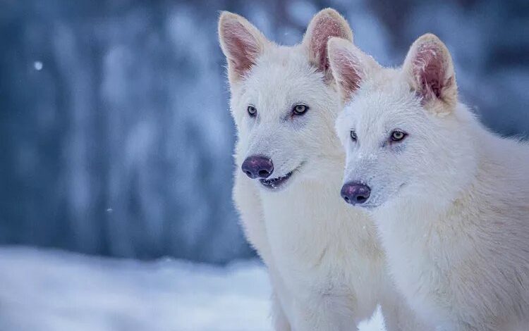 گرگ غول پیکر پس از ۱۰هزار سال به طبیعت بازگشت!+تصویر