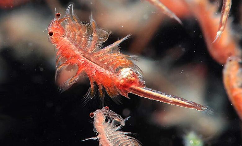 پرورش «آرتمیا» در بندر رحمانلو جان دوباره به دریاچه ارومیه می‌دهد