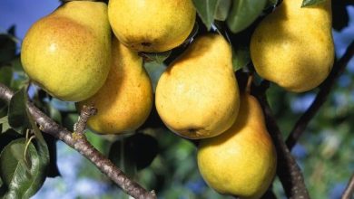 شگفت انگیزترین درخت دنیا که 40 نوع میوه میدهد+عکس