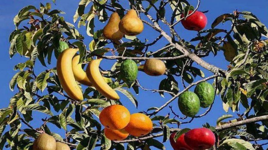 شگفت انگیزترین درخت دنیا که 40 نوع میوه میدهد+عکس