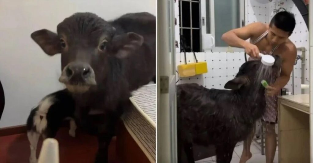 نگهداری عجیب ترین حیوان خانگی در آپارتمان اجاره ای!+تصویر