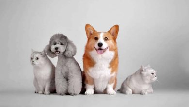 محققان: داشتن این حیوان خانگی ریسک حمله قلبی و سکته را کاهش می دهد