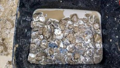 گنج سکّه‌های 700 ساله گران بها کشف شد!