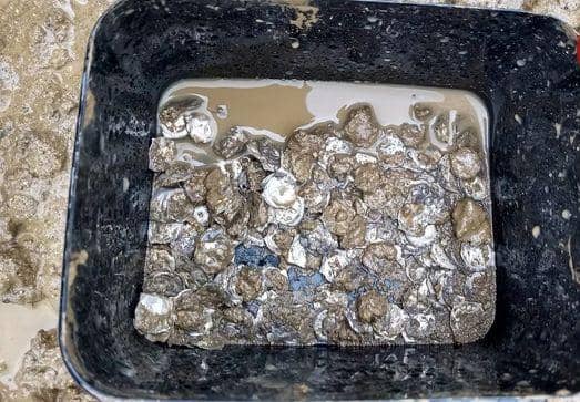 گنج سکّه‌های 700 ساله گران بها کشف شد!