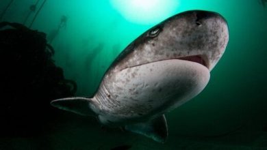 کوسه‌های گاوی در سواحل جزیره کیش+ فیلم