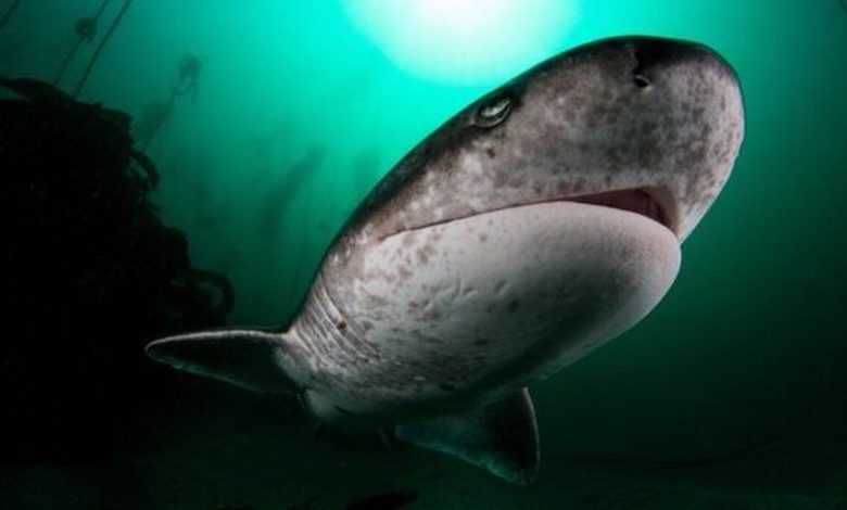 کوسه‌های گاوی در سواحل جزیره کیش+ فیلم