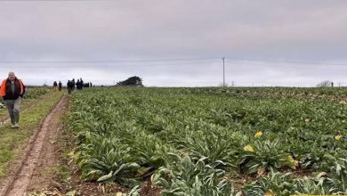 گنج «حلقه‌های طلایی» در «مزرعۀ کلم» کشف شد+تصویر