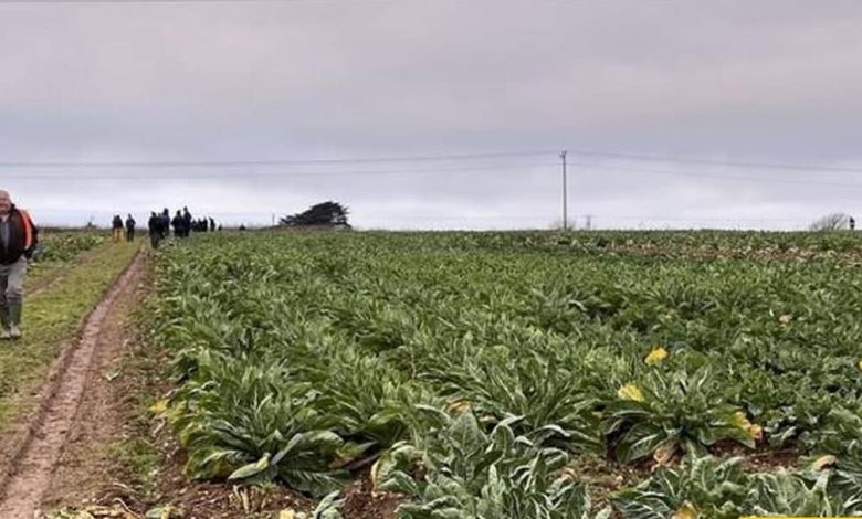 گنج «حلقه‌های طلایی» در «مزرعۀ کلم» کشف شد+تصویر