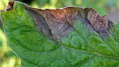 علت اصلی سوختن نوک برگ گیاهان آپارتمانی را بشناسید!