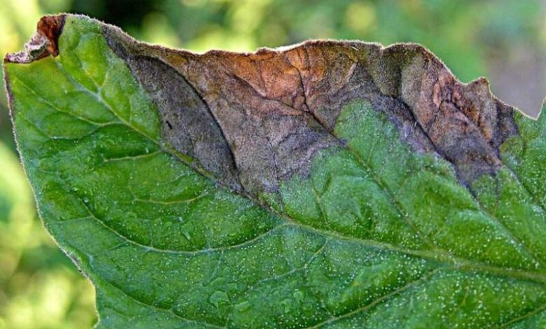 علت اصلی سوختن نوک برگ گیاهان آپارتمانی را بشناسید!