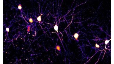 فرایند حیرت انگیز یادگیری در مغز انسان را ببینید