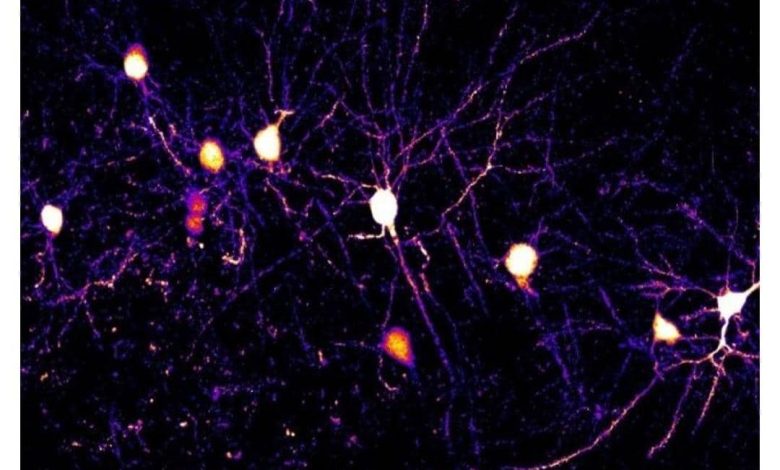 فرایند حیرت انگیز یادگیری در مغز انسان را ببینید