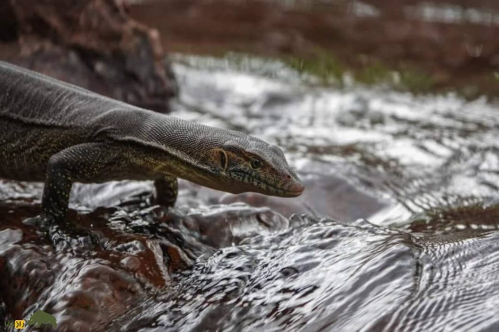 اژد‌های آبی استرالیا و ترسناک‌ترین بزمجه جهان را بشناسید+تصویر