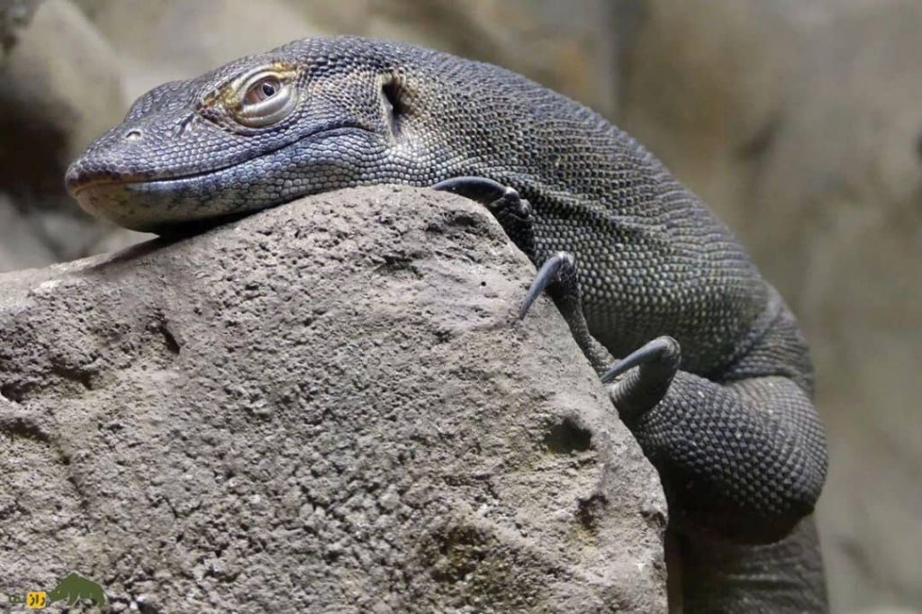 اژد‌های آبی استرالیا و ترسناک‌ترین بزمجه جهان را بشناسید+تصویر