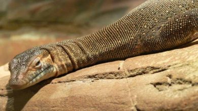 اژد‌های آبی استرالیا و ترسناک‌ترین بزمجه جهان را بشناسید+تصویر