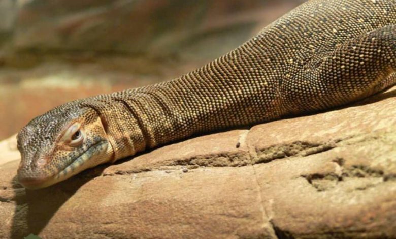 اژد‌های آبی استرالیا و ترسناک‌ترین بزمجه جهان را بشناسید+تصویر