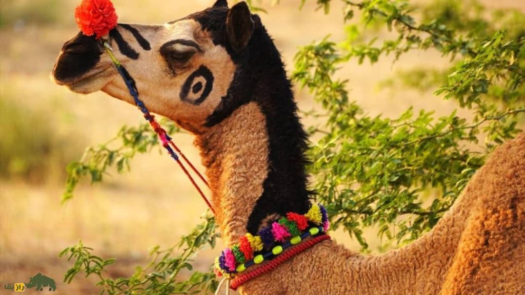 شتر رقاص؛ فیلمی باورنکردنی از شتری که تتو دارد و میرقصد