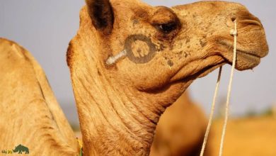 شتر رقاص؛ فیلمی باورنکردنی از شتری که تتو دارد و میرقصد