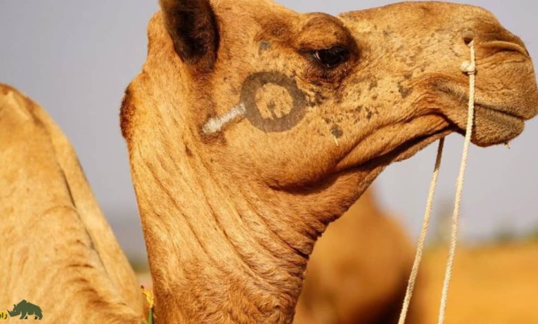 شتر رقاص؛ فیلمی باورنکردنی از شتری که تتو دارد و میرقصد