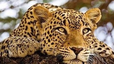 رفتار تحسین برانگیز چوپان کازرونی امید به بقای پلنگ ایرانی را دوچندان کرد+فیلم