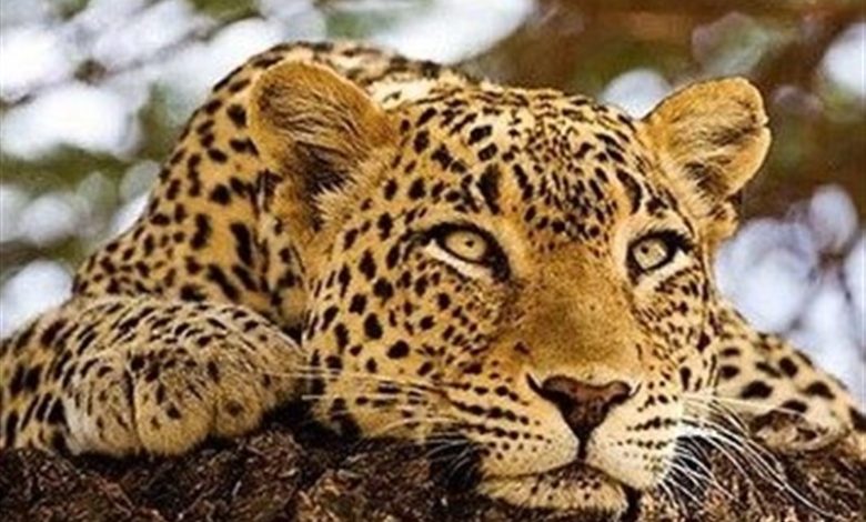 رفتار تحسین برانگیز چوپان کازرونی امید به بقای پلنگ ایرانی را دوچندان کرد+فیلم