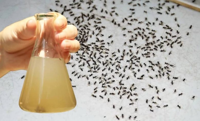 با این راه حل ساده مورچه هارا از خانه دور کنید+فیلم