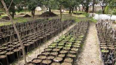 ۴۶ درصد طرح کاشت یک میلیارد درخت در زاگرس اجرا می‌شود