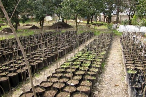 ۴۶ درصد طرح کاشت یک میلیارد درخت در زاگرس اجرا می‌شود