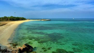 شنا کردن آهو در سواحل کیش؛ تصویری شگفت‌انگیز از طبیعت جزیره