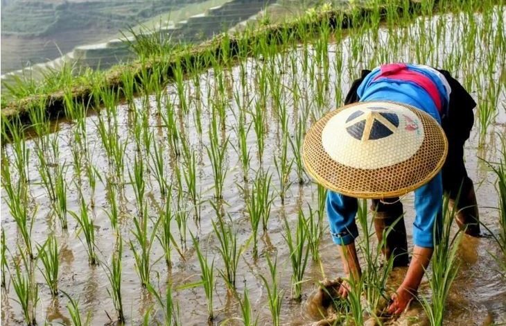 کشاورزی و تولید غذا به قیمت نابودی تنوع زیستی