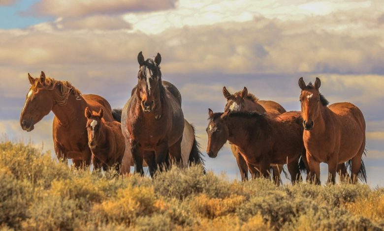 گله اسب وحشی بر بلندای کوه های البرز مجذوب موسیقی سنتی شدند+فیلم