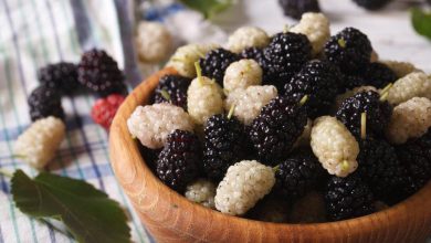 همه چیز درباره توت: ارزش غذایی، فواید سلامت و موارد احتیاط