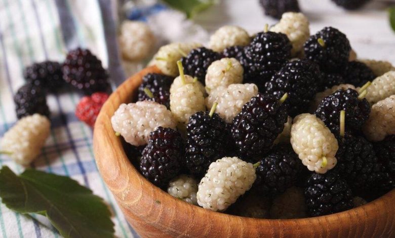 همه چیز درباره توت: ارزش غذایی، فواید سلامت و موارد احتیاط