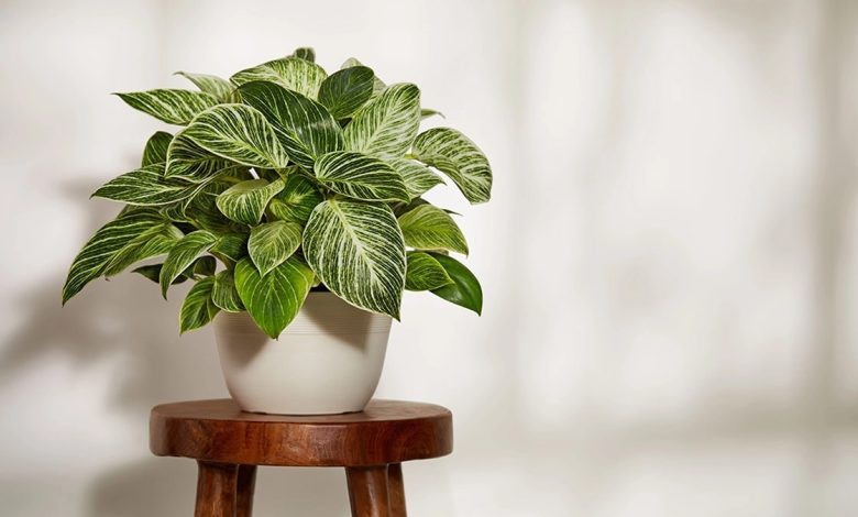 روش نگهداری گیاه فیلودندرون برگانگشتی