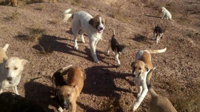 سگ بازی را ترک کنید؛هاری جان می‌گیرد