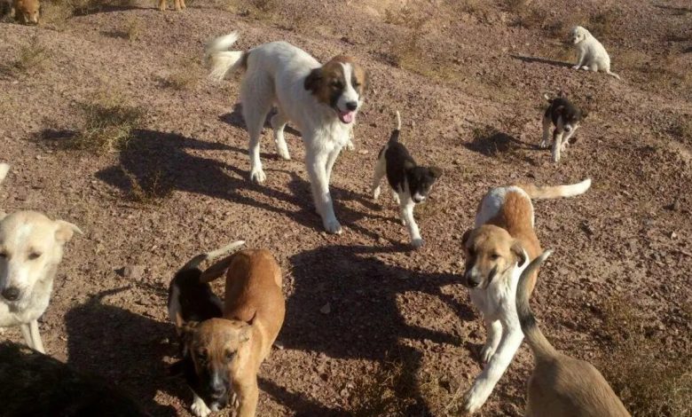 سگ بازی را ترک کنید؛هاری جان می‌گیرد