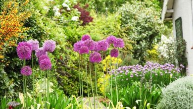 با این گیاهان پشه های گزنده را نابود کنید