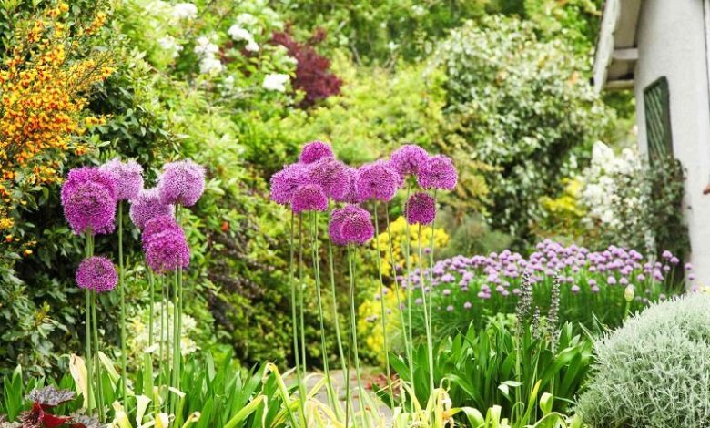 با این گیاهان پشه های گزنده را نابود کنید