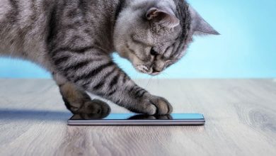 ترجمه زبان گربه ها با هوش مصنوعی امکان پذیر است!