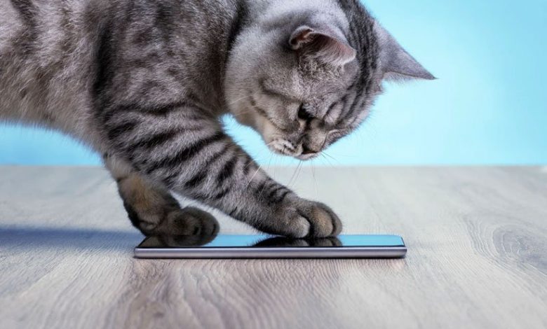 ترجمه زبان گربه ها با هوش مصنوعی امکان پذیر است!