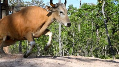 هدایت گاوهای وحشی درحال انقراض با هلیکوپتر +فیلم