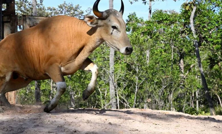 هدایت گاوهای وحشی درحال انقراض با هلیکوپتر +فیلم