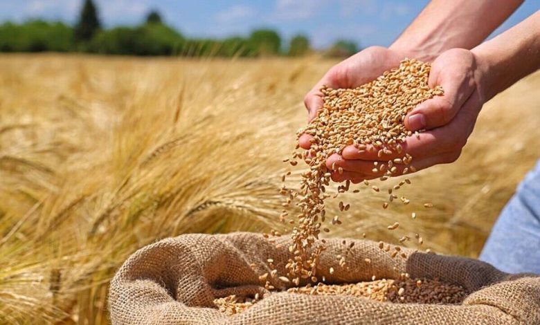 سرنوشت بیش از ۷۰۰هزارتن گندم برداشت شده در خورستان چه میشود؟