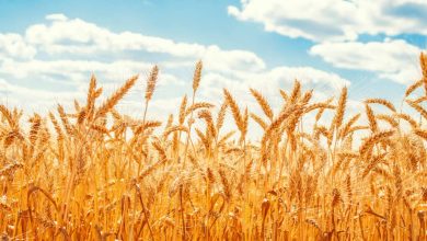 کم‌آبی، برداشت گندم در اردستان را تا یک‌تن در هکتار کاهش داد