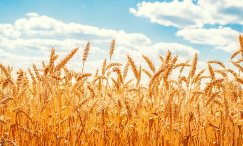 کمآبی، برداشت گندم در اردستان را تا یکتن در هکتار کاهش داد