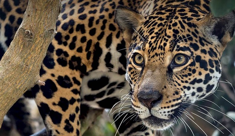 یک جگوار با حمل لاشه گاو در رودخانه قررتش را به رخ حیات وحش میکشد+فیلم